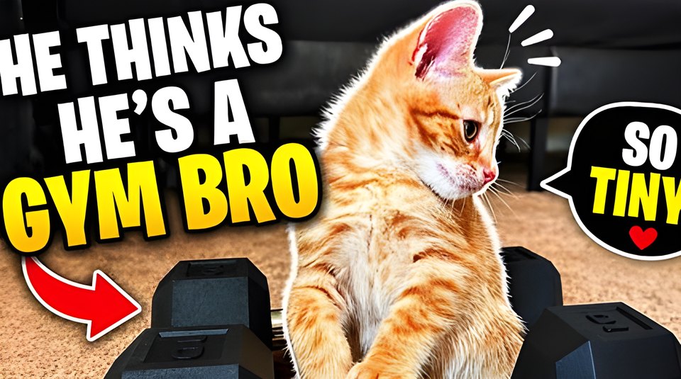 We accidentally adopted an orange cat thumbnail
